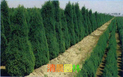蜀侩