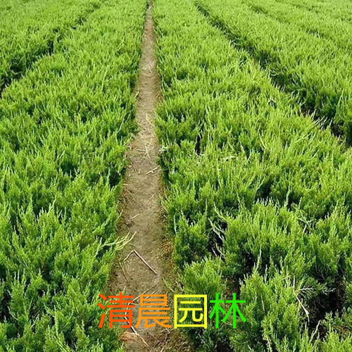 小龙柏