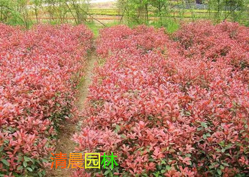石楠苗